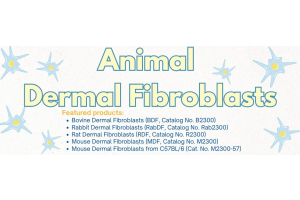 Animal Dermal Fibroblasts